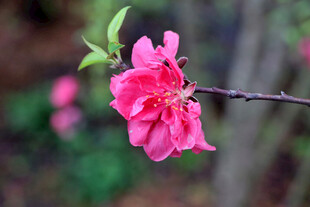 娇艳桃花枝头绽放