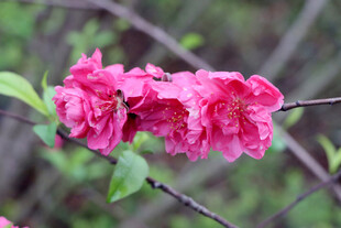 娇艳绽放的粉红色花朵