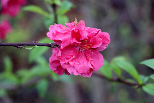 娇艳粉色花朵绽放枝头