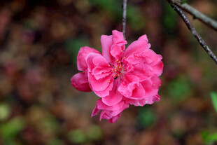 娇艳粉色桃花枝头绽放