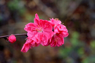 娇艳粉色桃花绽放枝头
