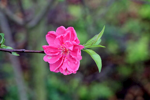 娇艳粉色桃花枝头绽放