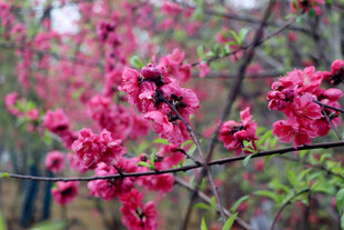 娇艳桃花绽放枝头