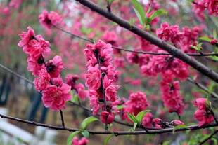 娇艳绽放的粉色花枝