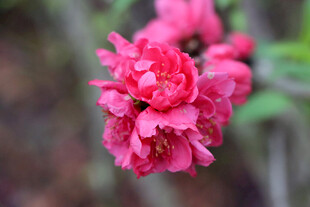 娇艳绽放的粉红色花朵