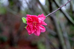 娇艳红梅枝头绽放