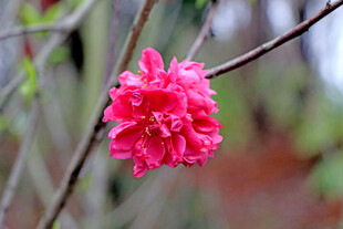 枝头绽放的艳丽红花朵