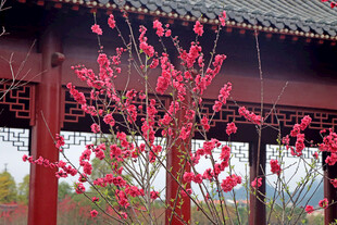 亭前绽放的娇艳花枝