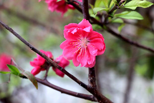 娇艳欲滴的雨中绽放桃花