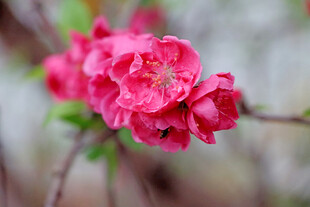 娇艳绽放的粉红色花朵