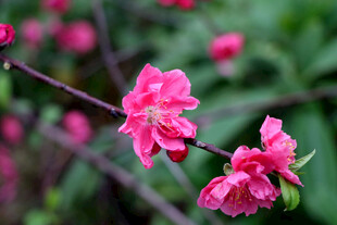娇艳桃花枝头绽放