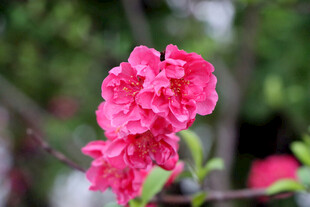 娇艳粉色花朵绽放枝头