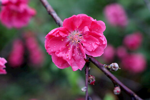 娇艳红梅绽放枝头