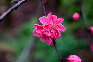 娇艳桃花枝头绽放