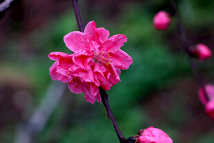 娇艳粉色桃花特写
