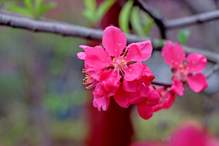枝头绽放的娇艳粉色花朵