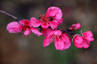 枝头绽放的娇艳粉红色桃花
