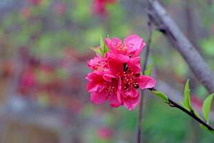 娇艳桃花绽放枝头