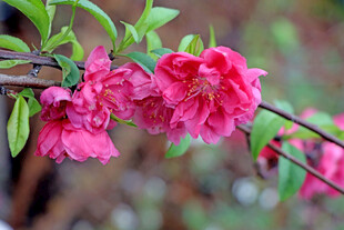 娇艳桃花枝头绽放