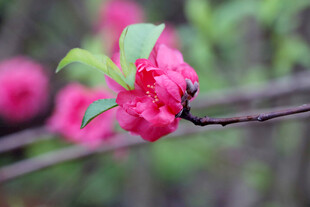 娇艳盛开的粉色桃花