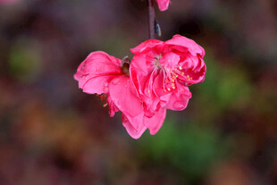 娇艳垂枝粉色海棠花