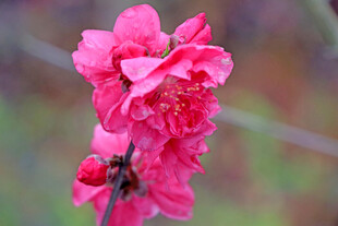 娇艳绽放的粉色桃花