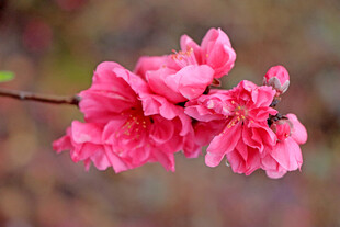 娇艳粉色桃花绽放枝头