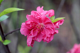 娇艳盛开的粉色桃花