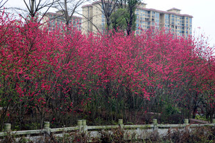 城市中盛开的绚烂繁花