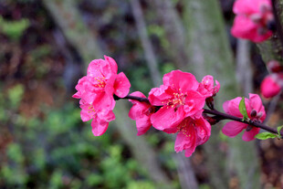 娇艳绽放的粉色花枝