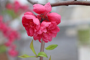 娇艳绽放的粉色桃花