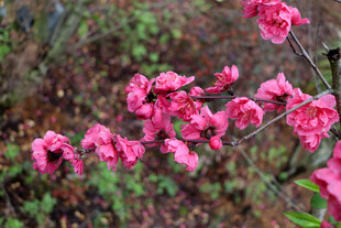 枝头绽放的娇艳粉色花朵