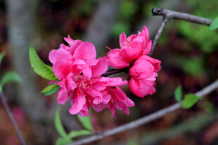 娇艳绽放的粉色桃花