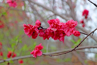 枝头绽放的艳丽红桃花
