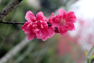 娇艳绽放的两朵粉色梅花