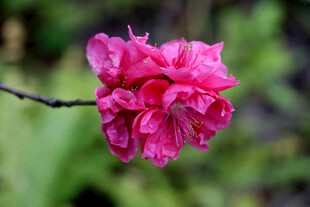 娇艳欲滴的粉色单枝花朵