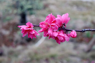 枝头绽放的娇艳粉色花朵