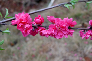 娇艳绽放的粉色桃花枝