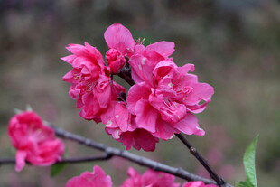 娇艳粉色桃花绽放枝头