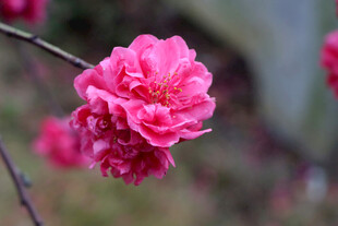 娇艳绽放的粉色桃花