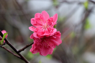 娇艳粉红桃花枝头绽放