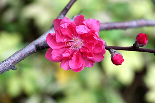 娇艳红梅绽放枝头