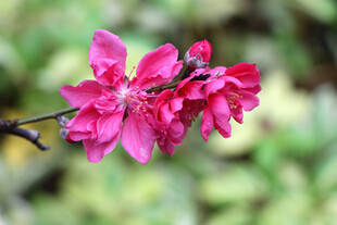 娇艳欲滴的粉色花卉