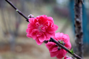 娇艳绽放的粉色桃花