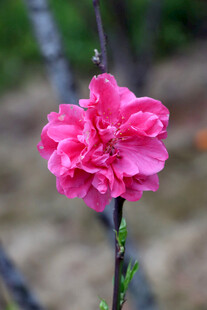 娇艳粉色桃花绽放枝头