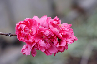 娇艳粉色花朵特写