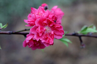 娇艳绽放的粉红色桃花