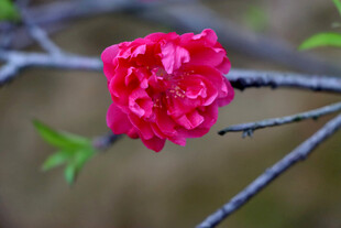枝头娇艳红花朵