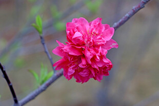 娇艳绽放的粉红色桃花