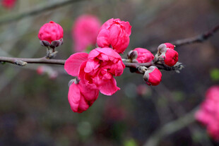 枝头绽放的娇艳红桃花